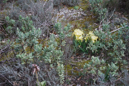 iris entourés de cystes